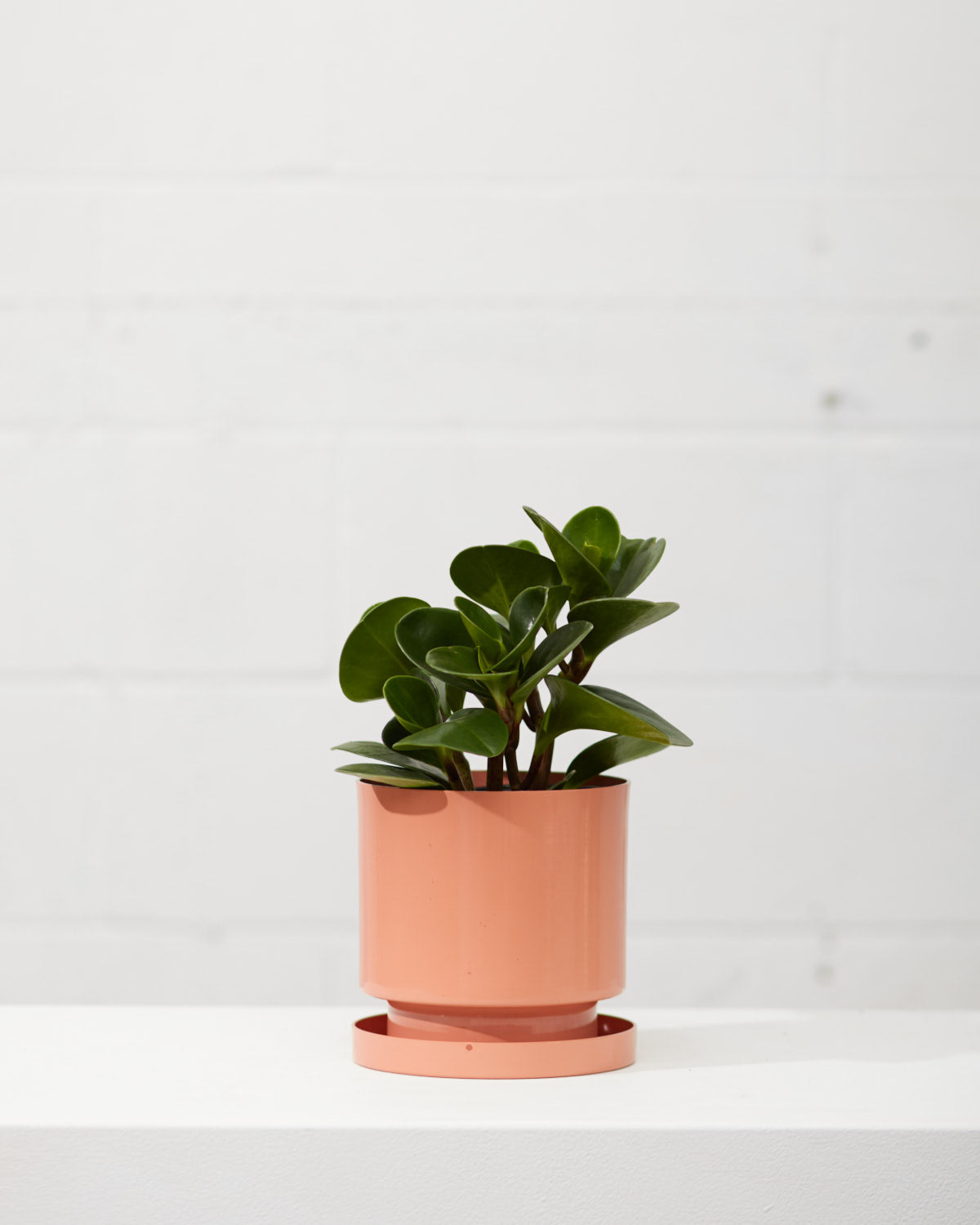 baby rubber plant pot size Baby Rubber Plant: Peperomia obtusifolia