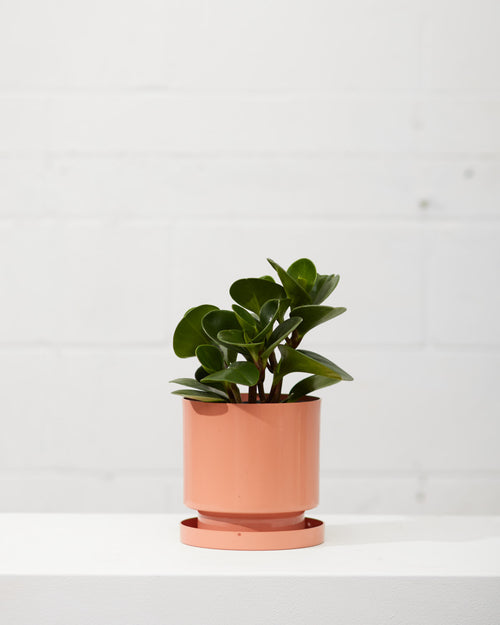Baby Rubber Plant: Peperomia obtusifolia - 6 inch pot