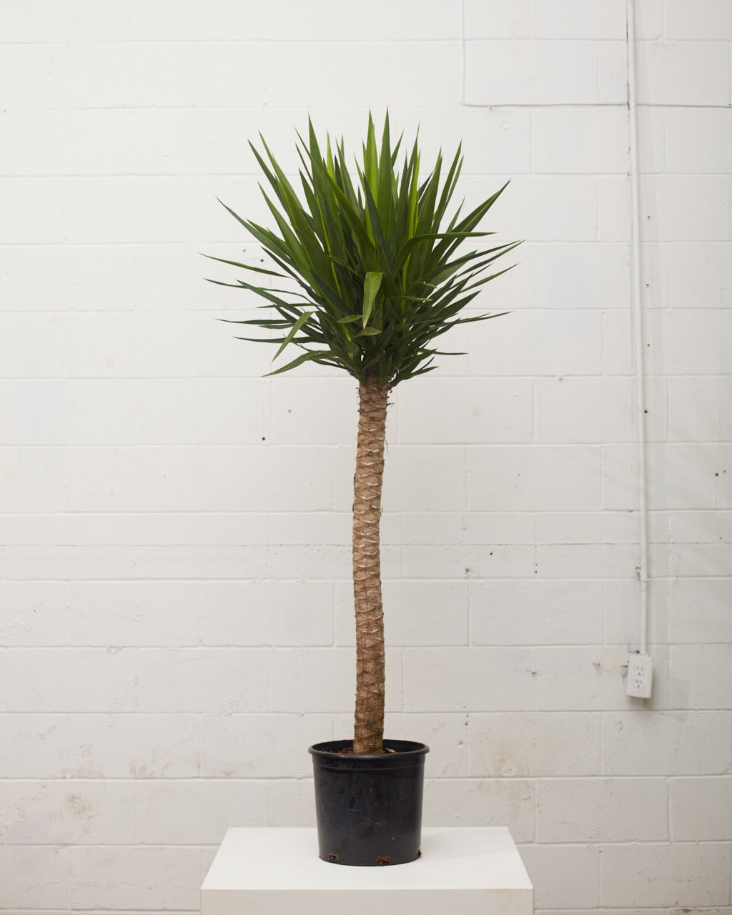 Yucca Cane: Yucca gigantea - 12 inch pot - 5-6 foot tall
