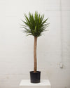 YUCCA 12 Inch. Grower Pot (5.5' tall)