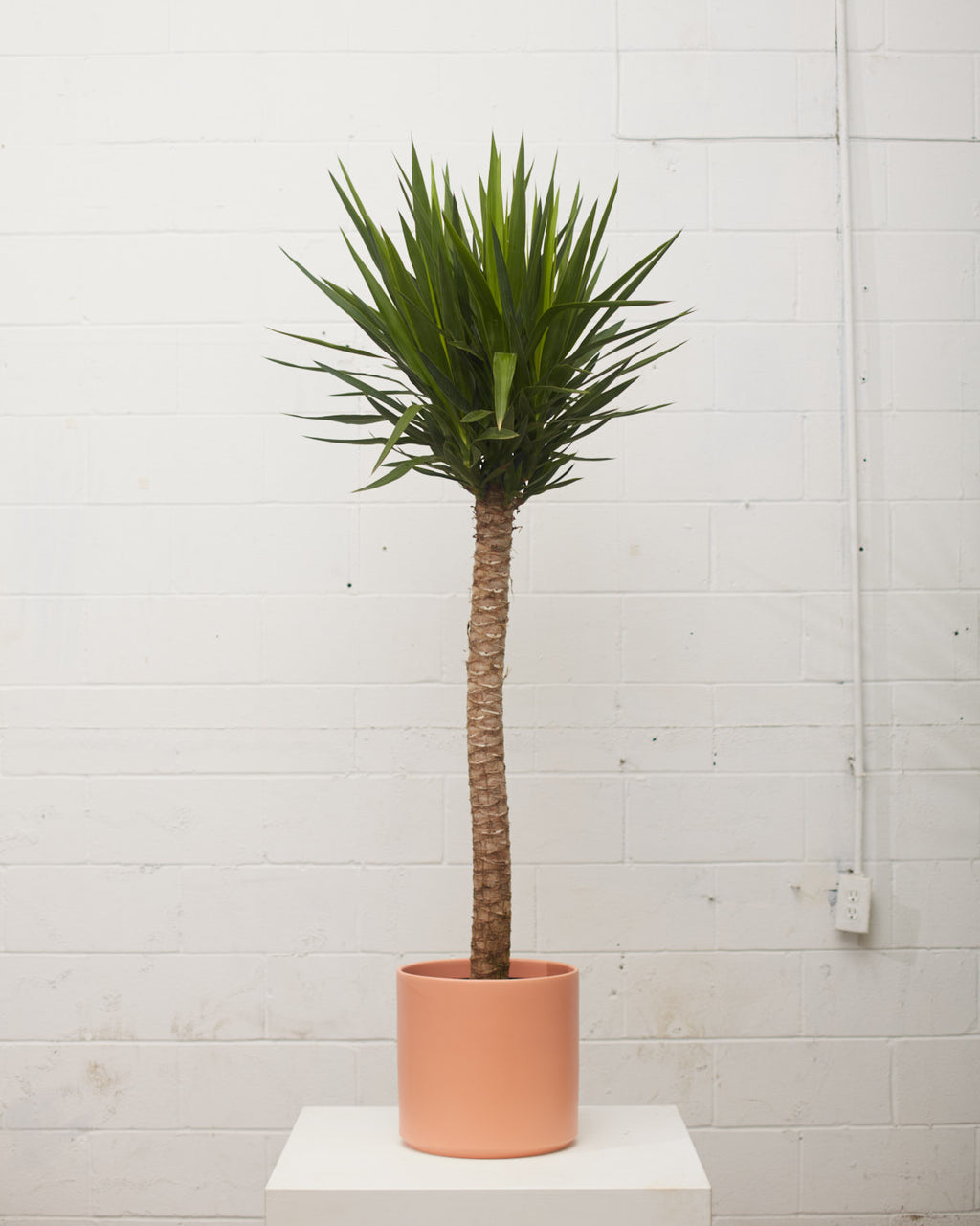 buy yucca cane Yucca Cane: Yucca gigantea - 12 inch pot