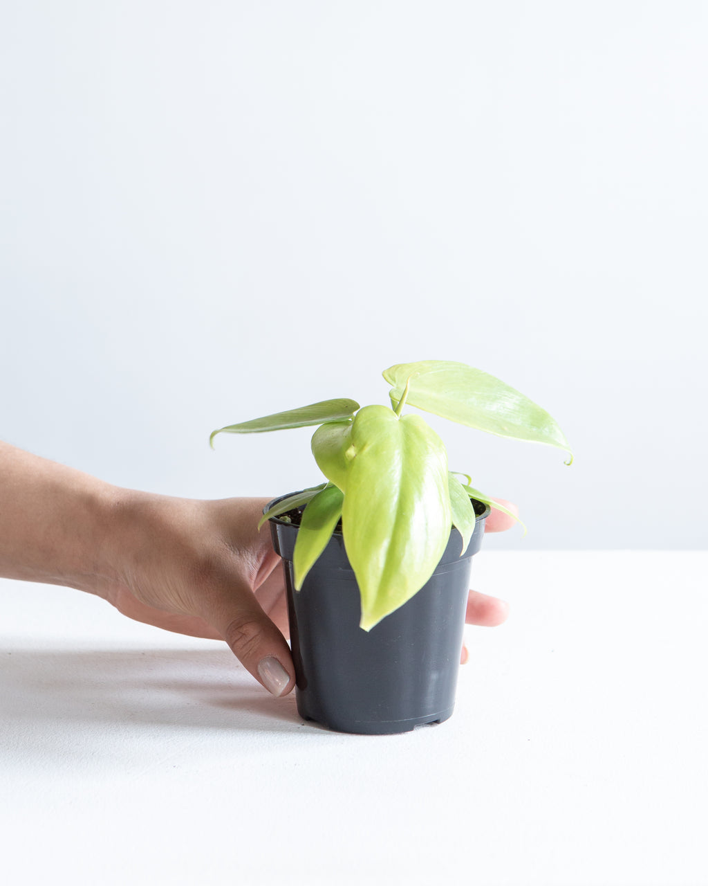 Golden Violin: Philodendron bipennifolium 'Aurea' - 4 inch pot