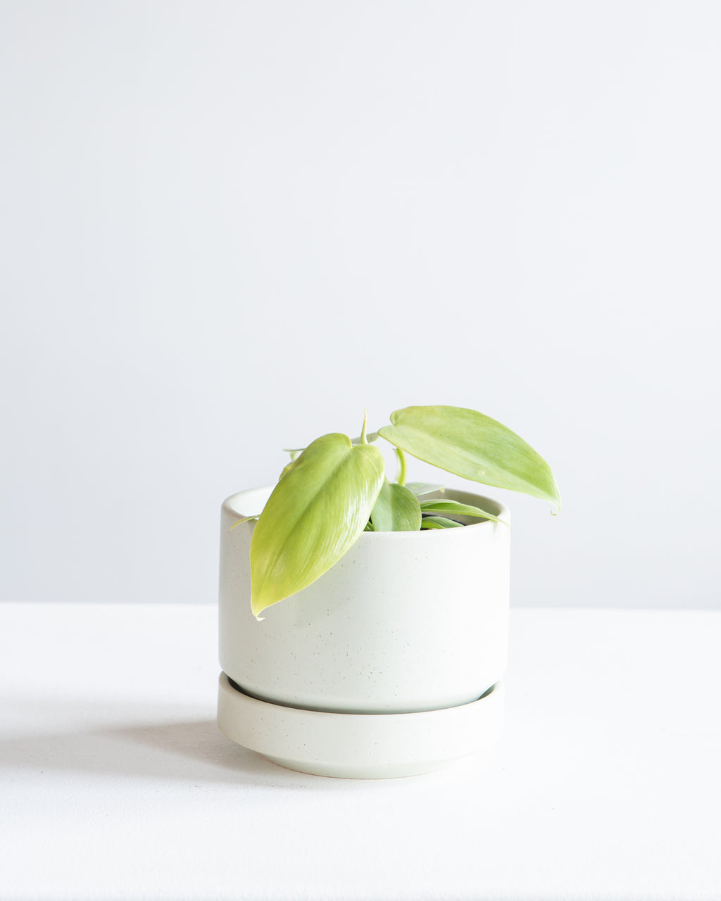 Golden Violin: Philodendron bipennifolium 'Aurea' - 4 inch pot