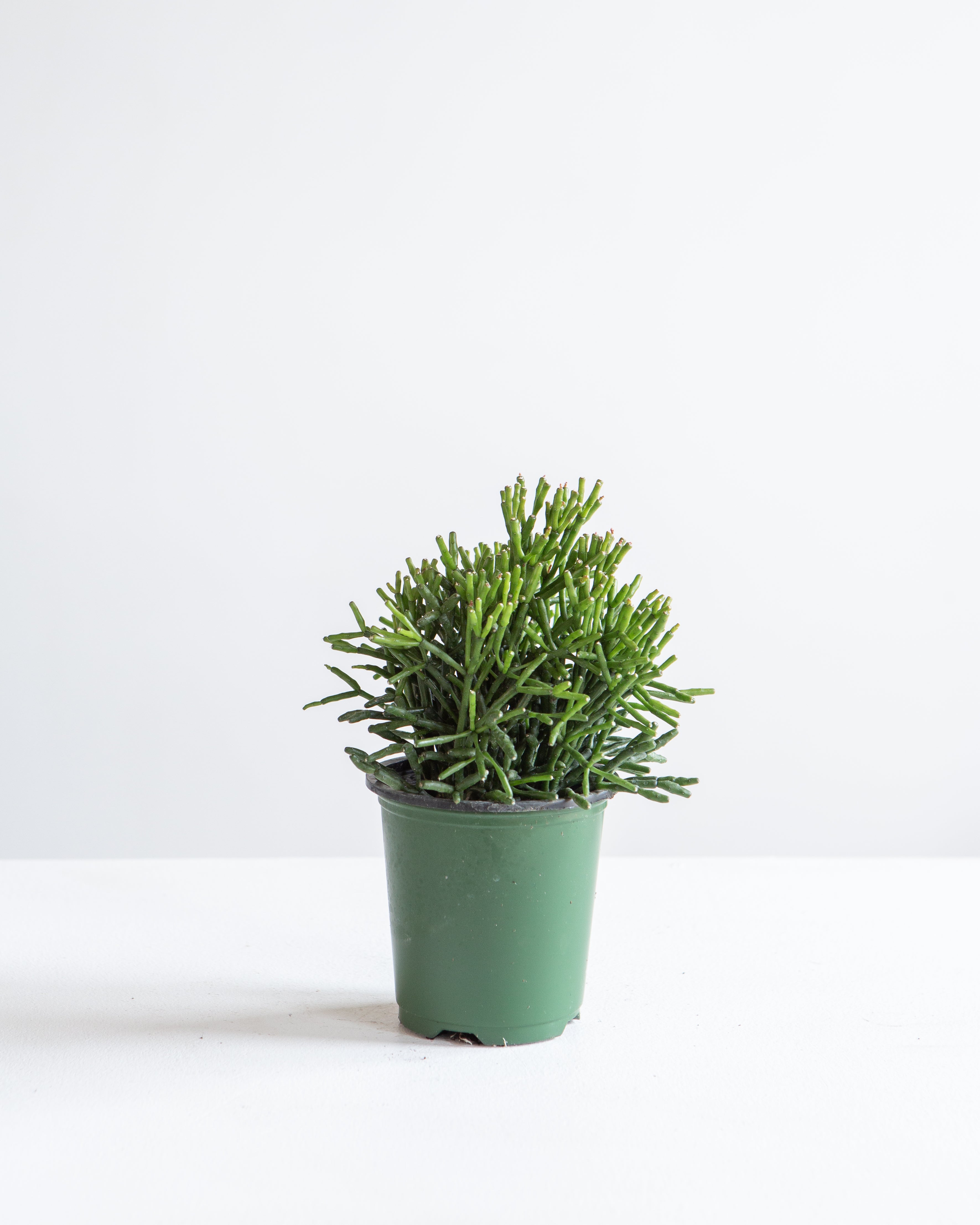 RHIPSALIS SHORT 3.5" Grower pot