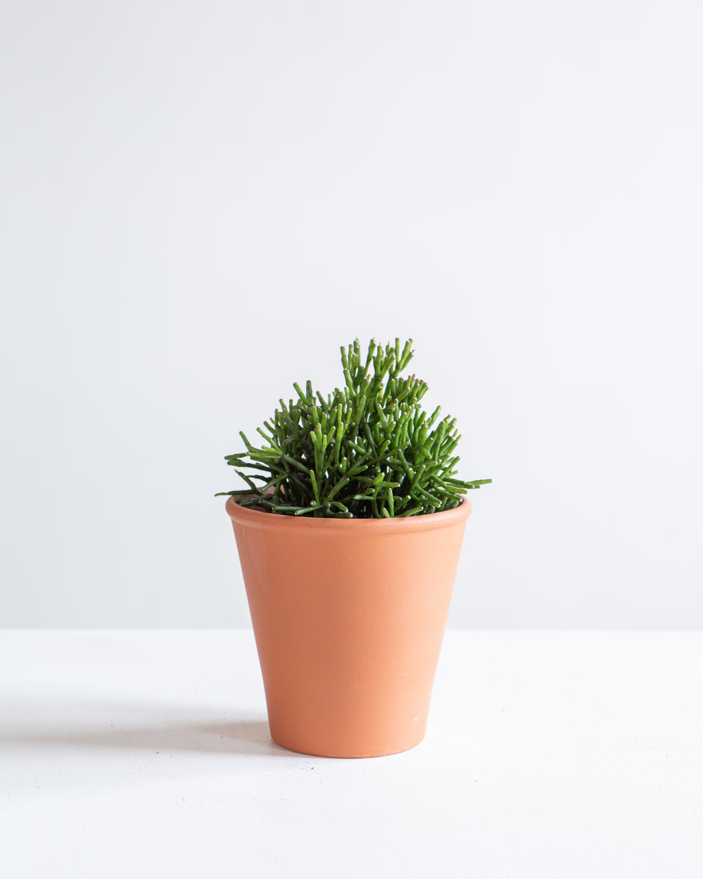 RHIPSALIS SHORT 3.5" Grower pot
