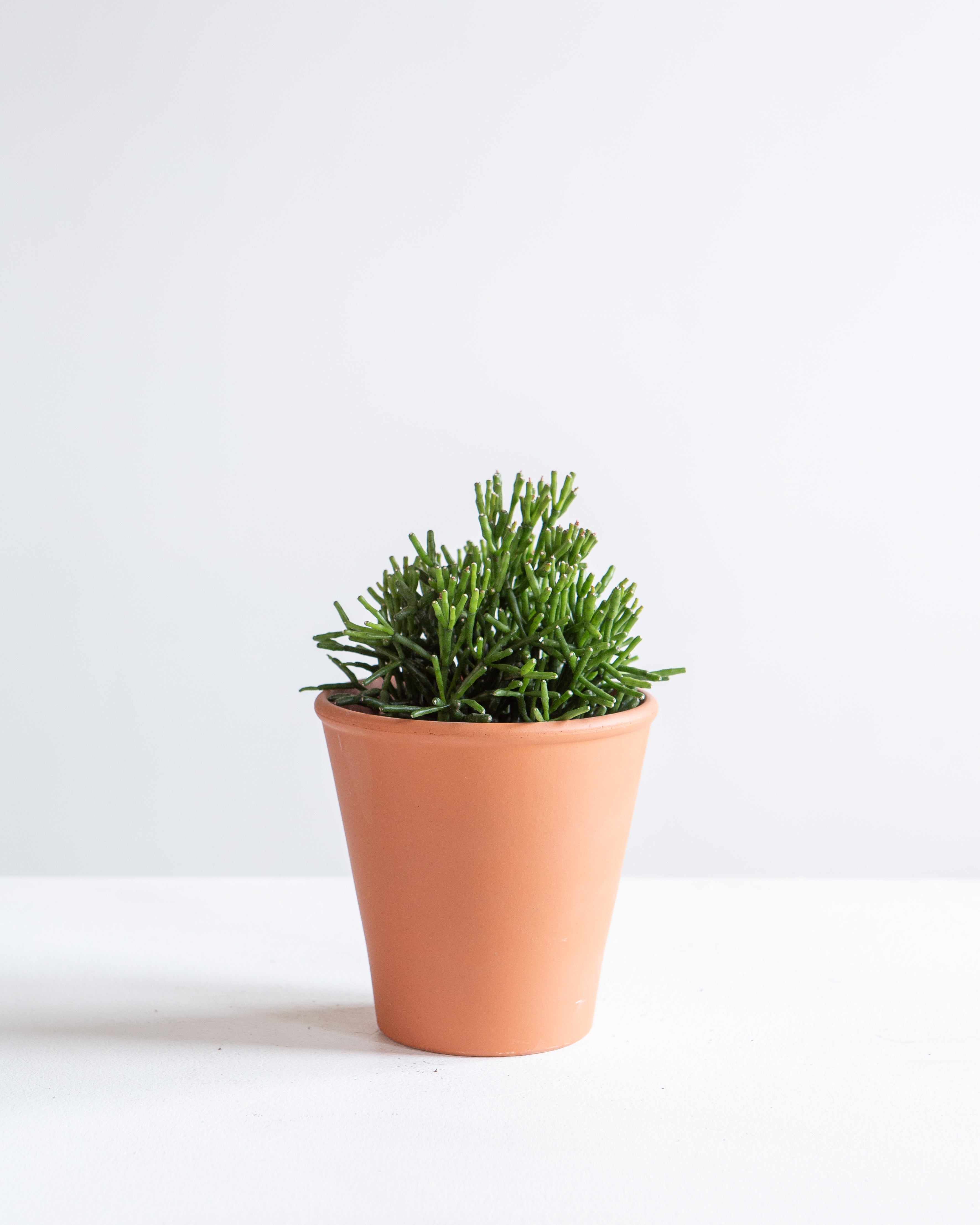 RHIPSALIS SHORT 3.5" Grower pot
