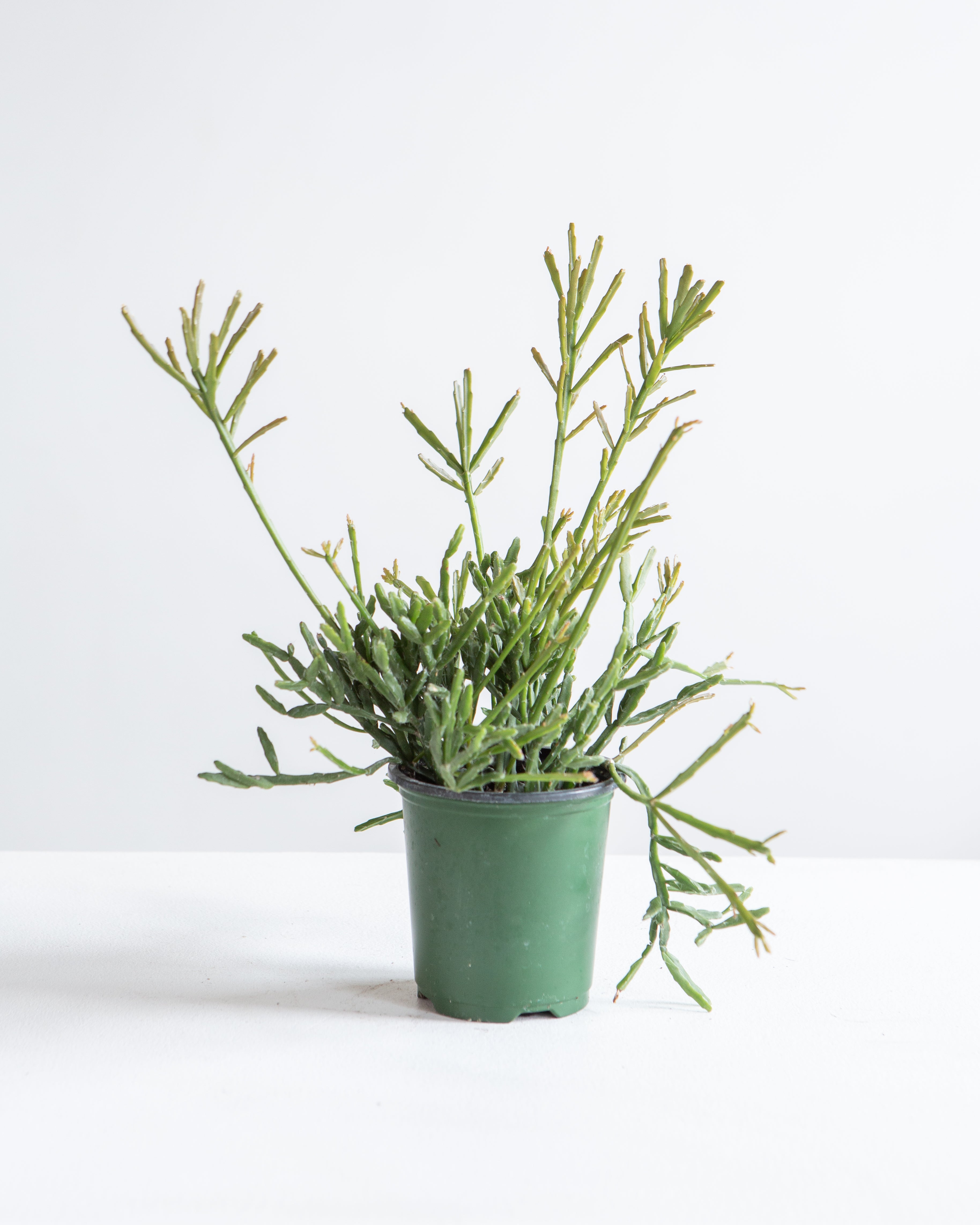 RHIPSALIS TALL 3.5"