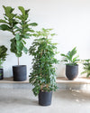 SCHEFFLERA ARBORICOLA COLUMN 14 INCH. Grower Pot (~5-6' tall)