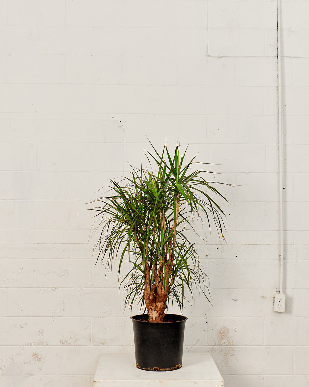 Character Dragon Tree Stump: Dracaena marginata - 14 inch pot - 6 foot tall