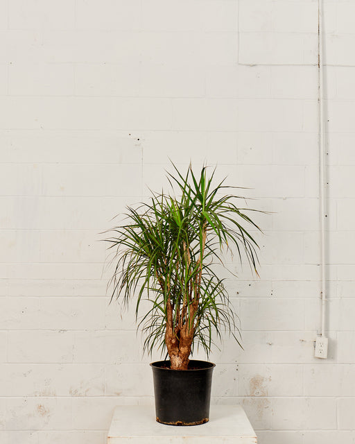 DRACAENA MARGINATA STUMP 14 Inch. Grower Pot (~4-5ft tall)