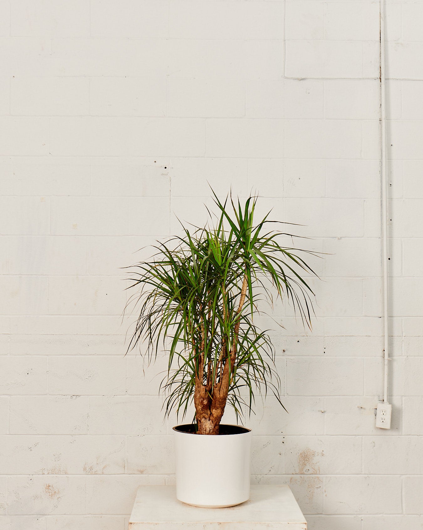 Atlas Plastic Planter in 14 inch | 12 inch Nursery Pot