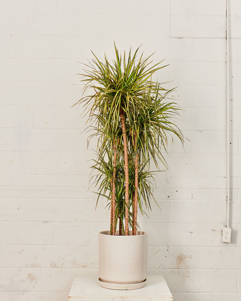 CALIFORNIA PLANTER COLLECTION: MATTE WHITE TWO PIECE CERAMIC Large 15 Inch