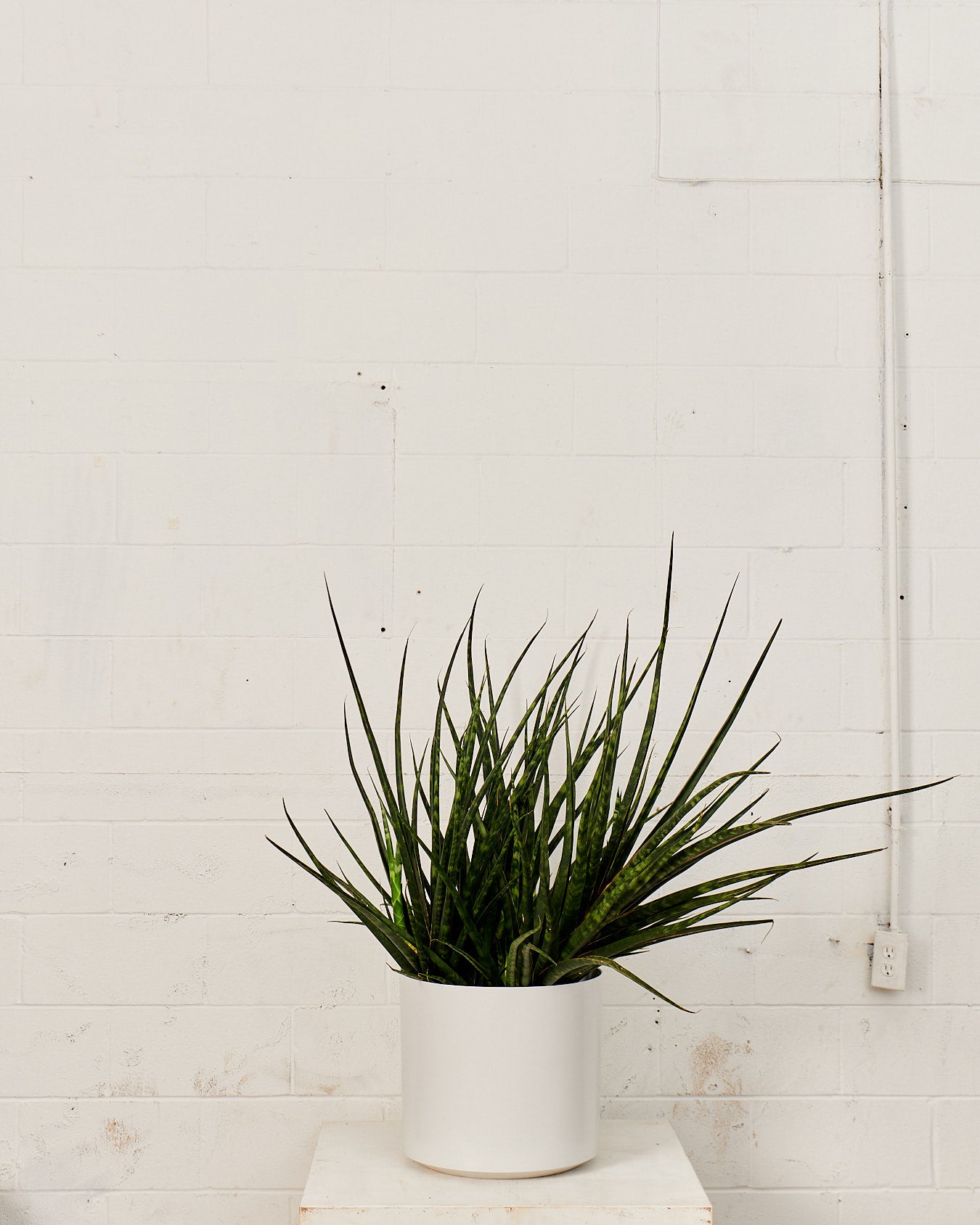 SNAKE PLANT (SANSEVIERIA 'FERNWOOD') 14 Inch. Grower Pot