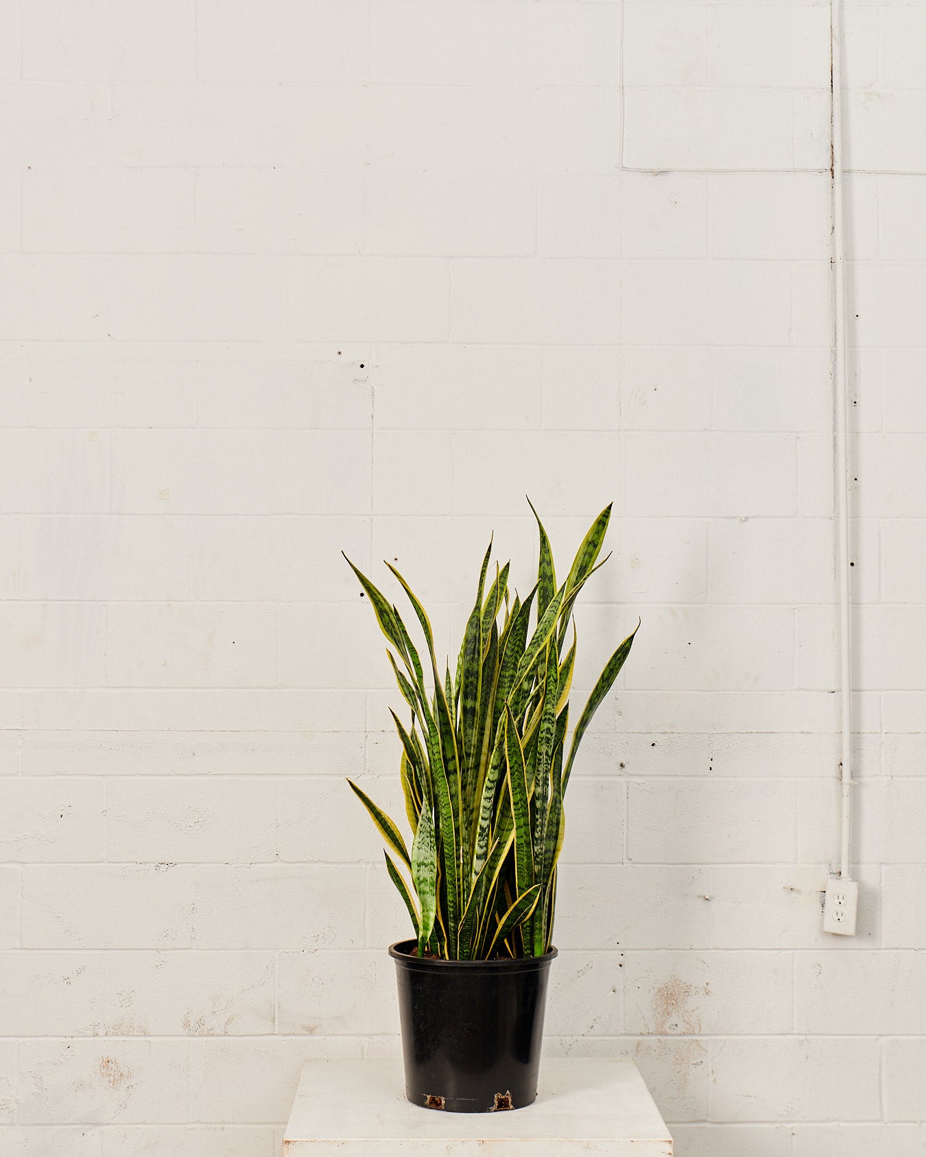 Yellow Snake Plant: Sansevieria trifasciata 'Laurentii' - 14 inch pot - 2.5-3 Foot Tall