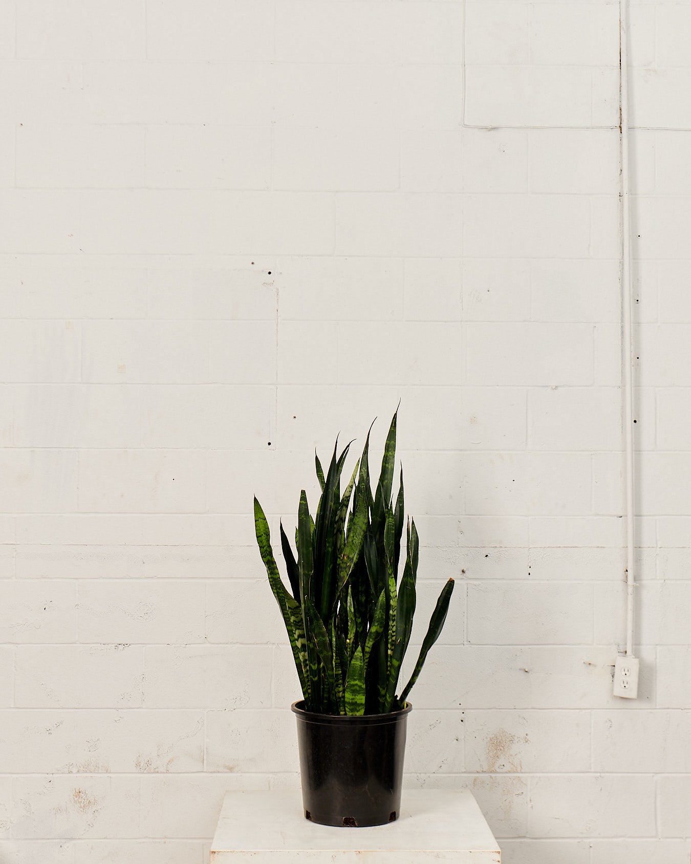 SNAKE PLANT (SANSEVIERIA 'BLACK CORAL') 14 Inch. Grower Pot (44-48" tall)
