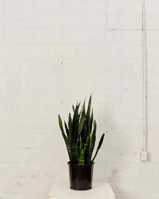 SNAKE PLANT (SANSEVIERIA 'BLACK CORAL') 14 Inch. Grower Pot (44-48" tall)