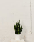 SNAKE PLANT (SANSEVIERIA 'BLACK CORAL') 14 Inch. Grower Pot (44-48" tall)