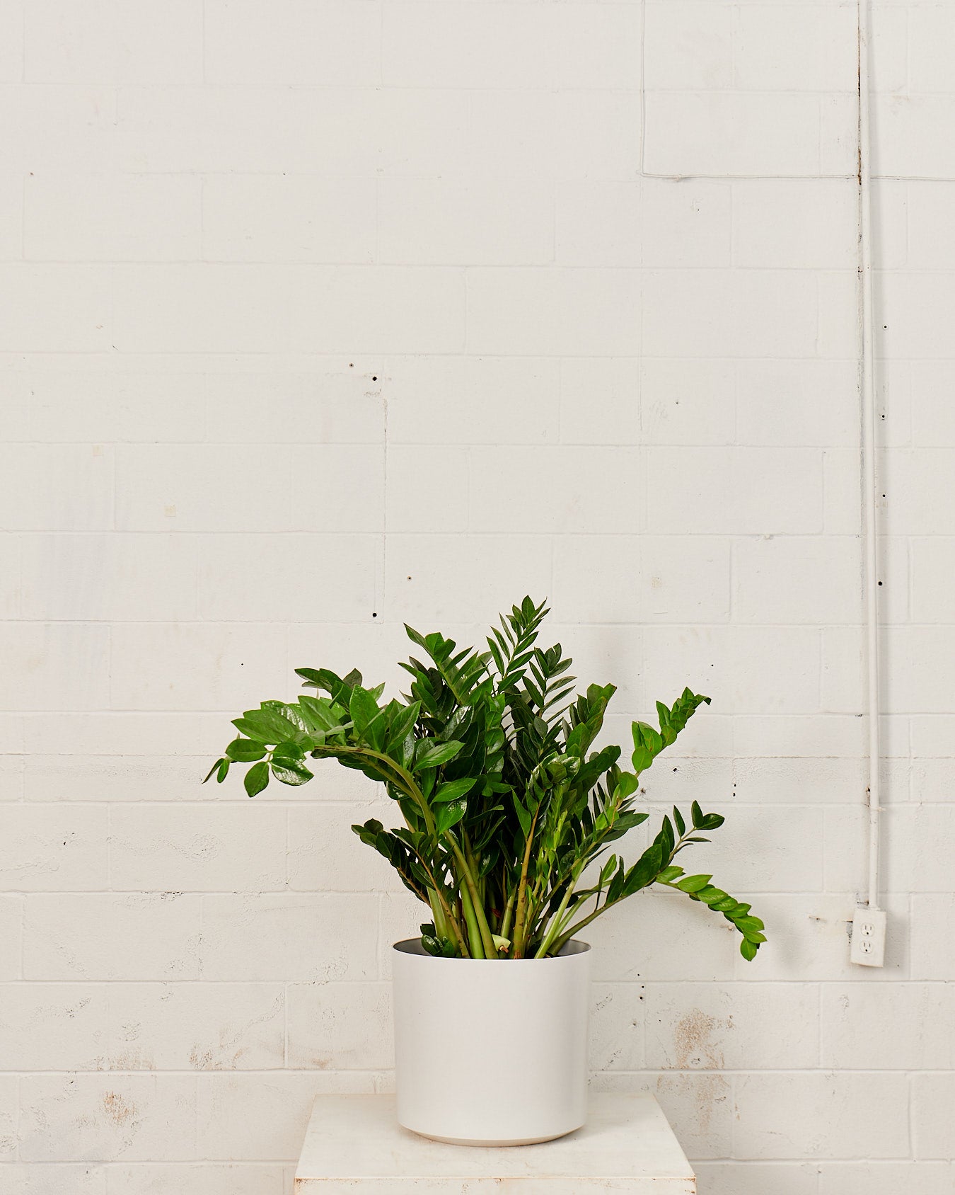 Atlas Plastic Planter in 16 inch | 14 inch Nursery Pot
