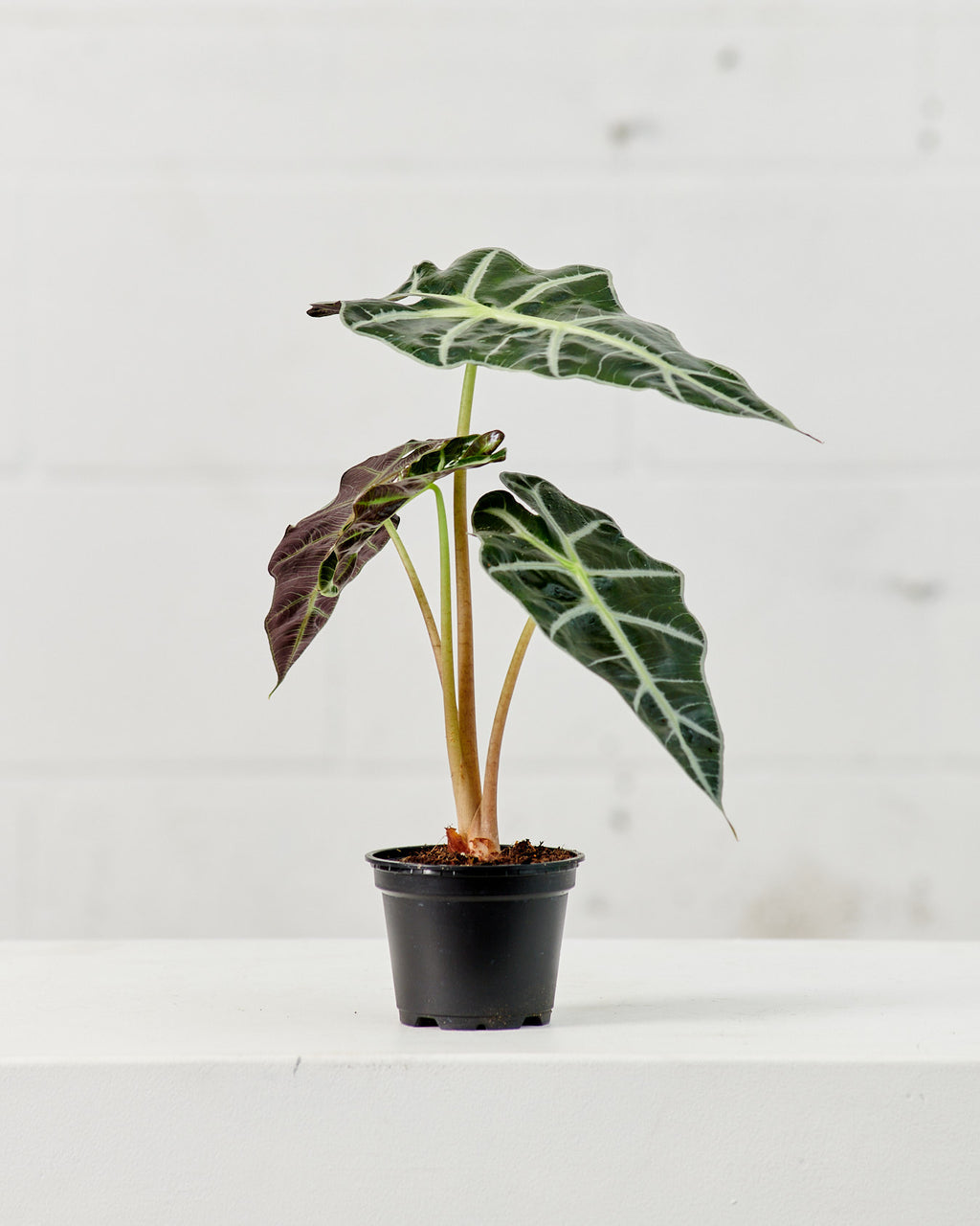 Polly Elephant Ear: Alocasia x amazonica - 5 inch pot