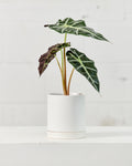 Polly Elephant Ear: Alocasia x amazonica - 5 inch pot