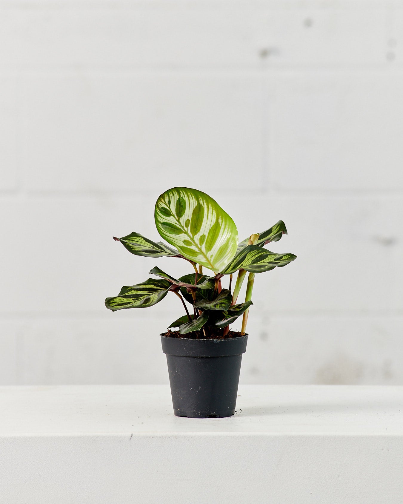 CALATHEA MAKOYANA 4" Grower Pot