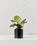 CALATHEA MAKOYANA 4" Grower Pot