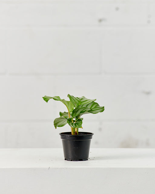Round Leaf Calathea: Goeppertia orbifolia - 4 inch pot