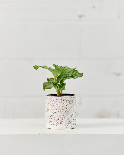 Round Leaf Calathea: Goeppertia orbifolia - 4 inch pot