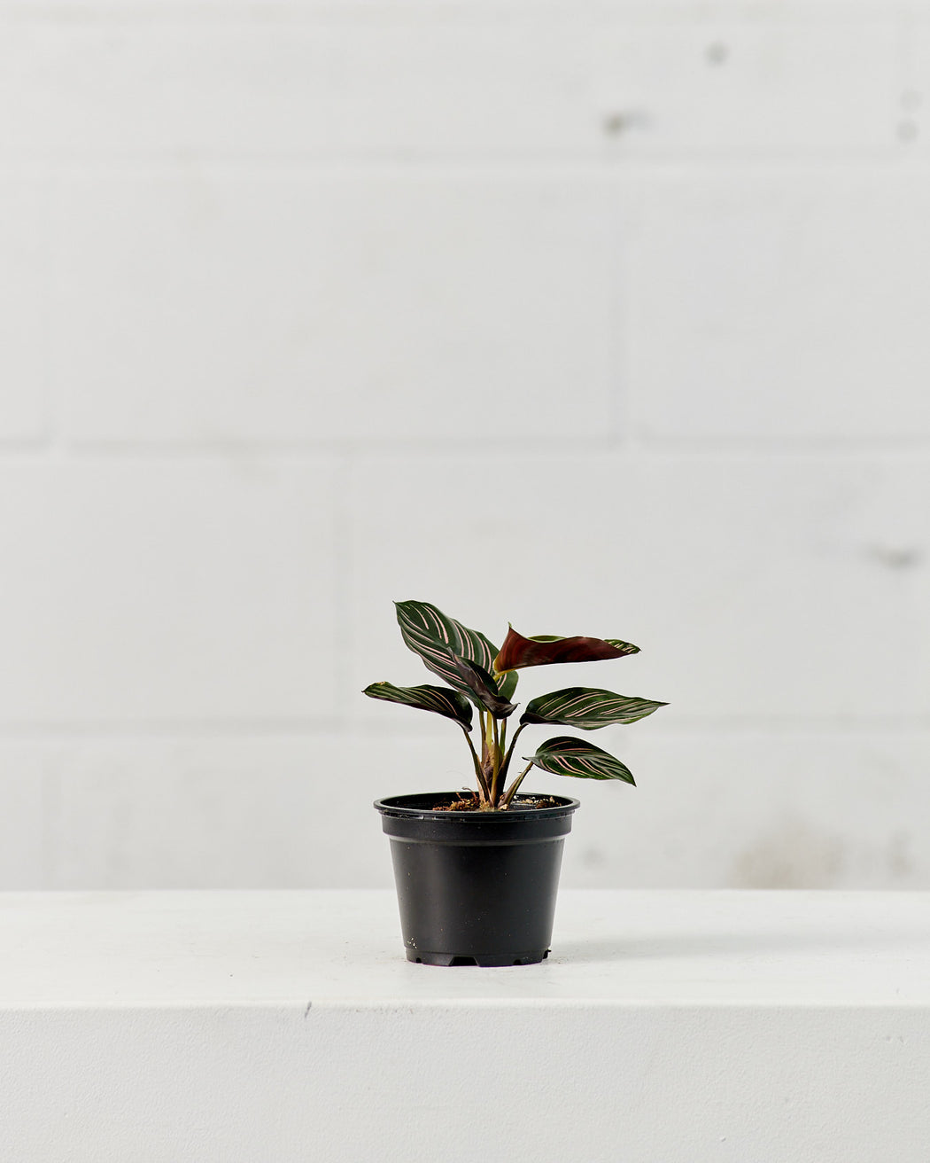 Pinstripe Calathea: Goeppertia ornata - 4 inch pot
