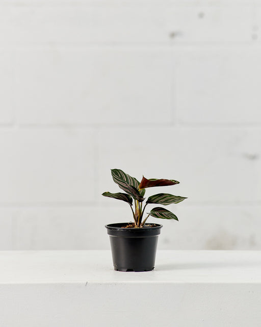 Pinstripe Calathea: Goeppertia ornata - 4 inch pot