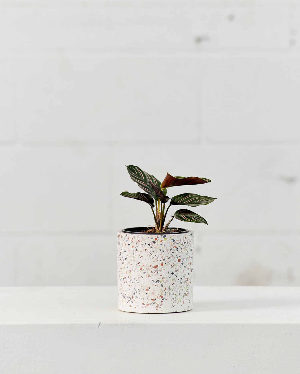 Pinstripe Calathea: Goeppertia ornata - 4 inch pot