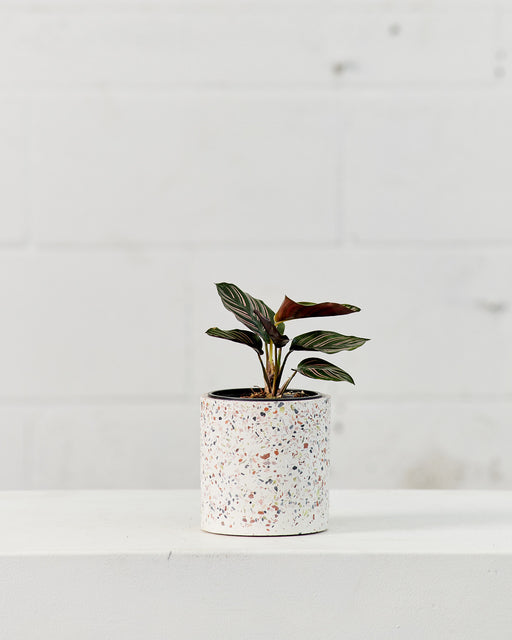Pinstripe Calathea: Goeppertia ornata - 4 inch pot