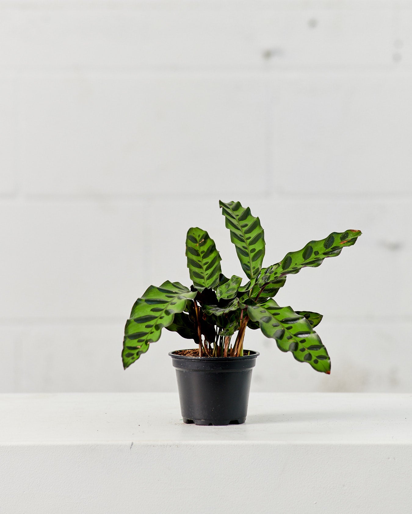 Rattlesnake Calathea: Goeppertia lancifolia - 4 inch pot