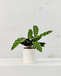 Rattlesnake Calathea: Goeppertia lancifolia - 4 inch pot