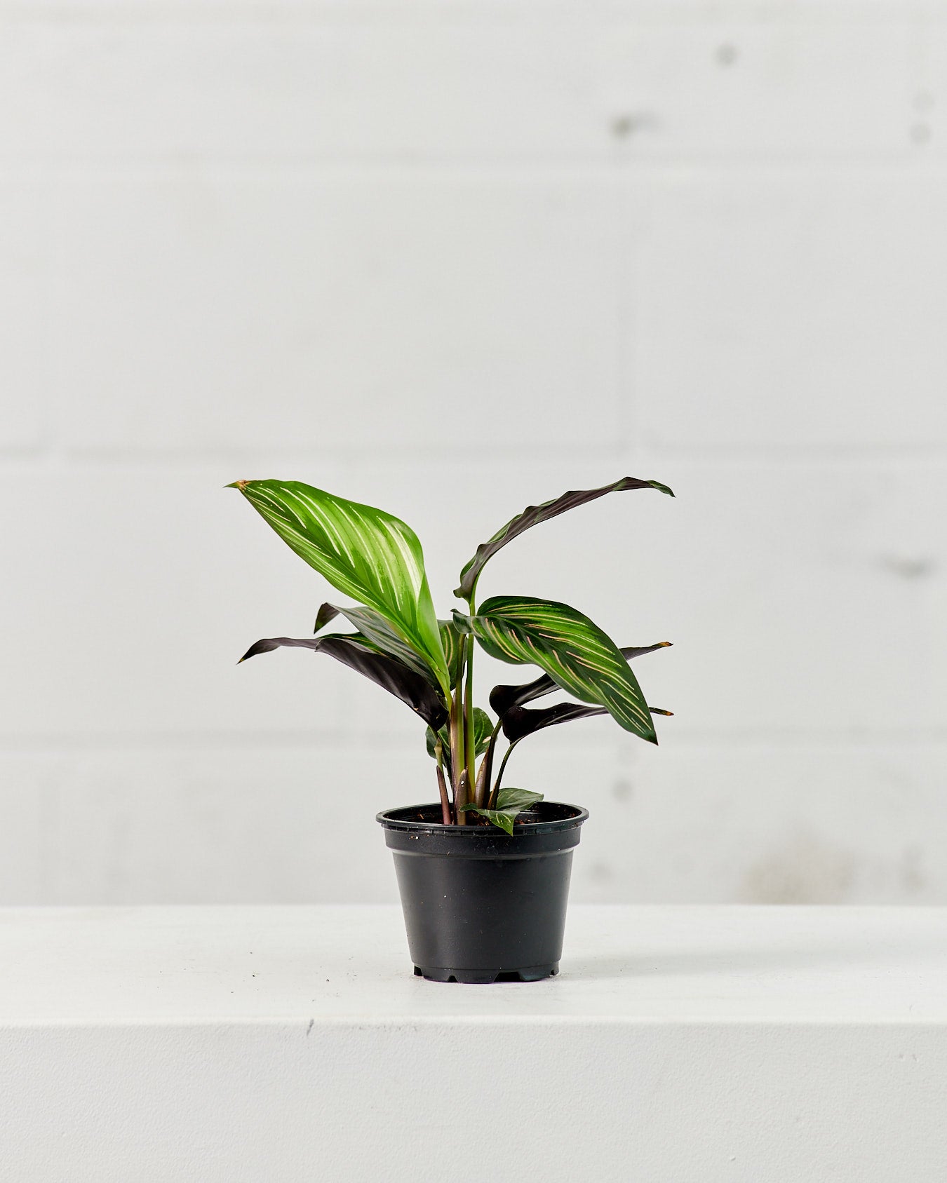 CALATHEA BEAUTY STAR 4" Grower Pot