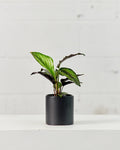 CALATHEA BEAUTY STAR 4" Grower Pot