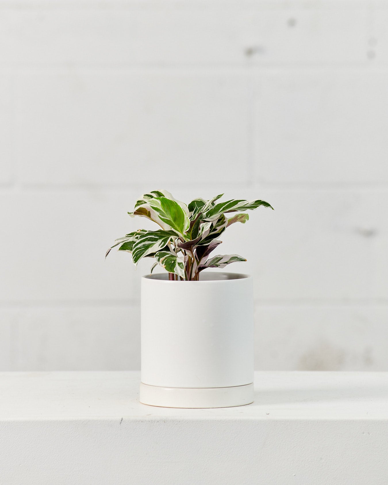Romey Ceramic Pot with Drainage and Tray | 5 inch Diameter