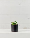 Cercle Pot | 4 inch Nursery Pot