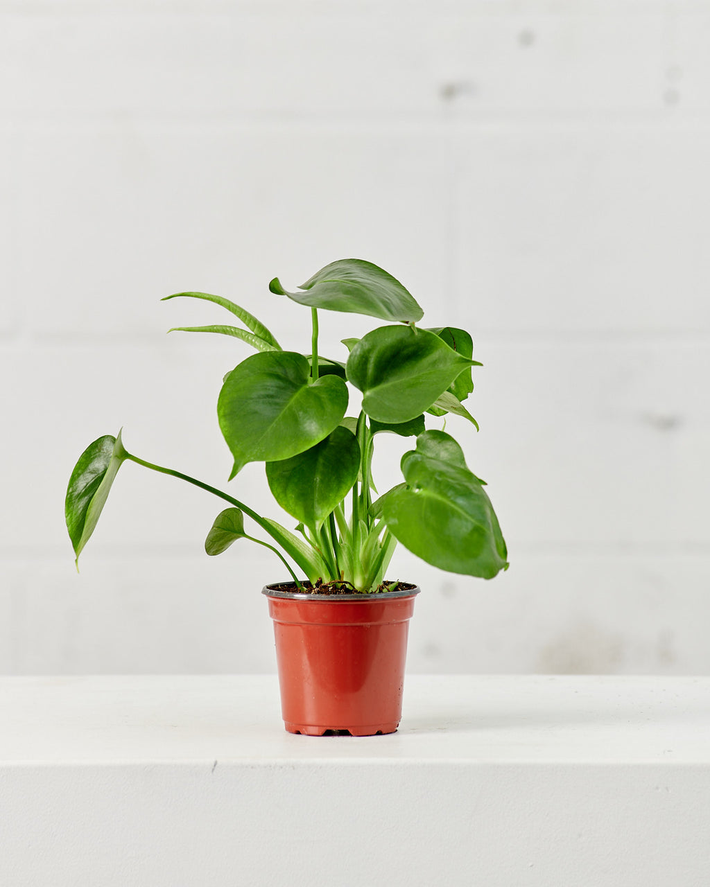 Swiss Cheese Plant: Monstera deliciosa - 4 inch pot