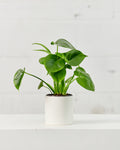 Swiss Cheese Plant: Monstera deliciosa - 4 inch pot