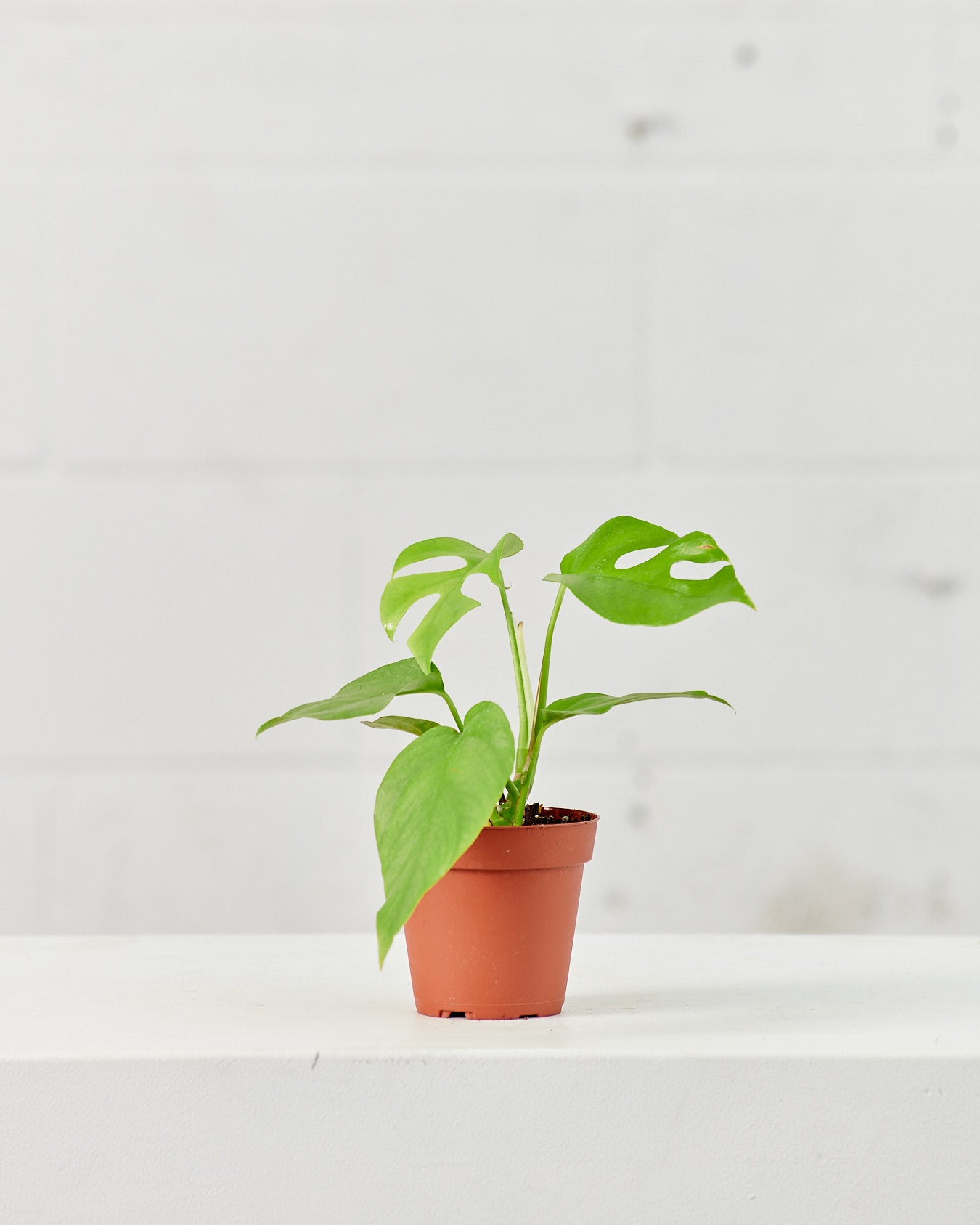 PHILODENDRON RHAPHIDOPHORA TETRASPERMA 4" Grower Pot