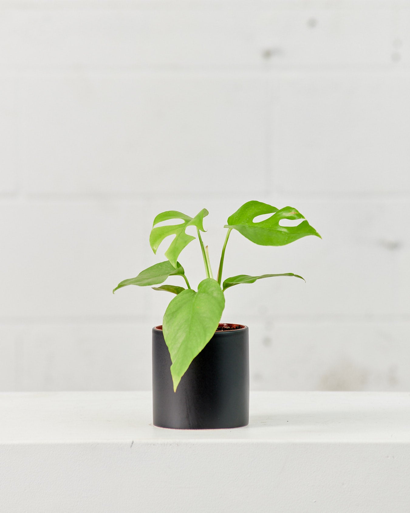 PHILODENDRON RHAPHIDOPHORA TETRASPERMA 4" Grower Pot