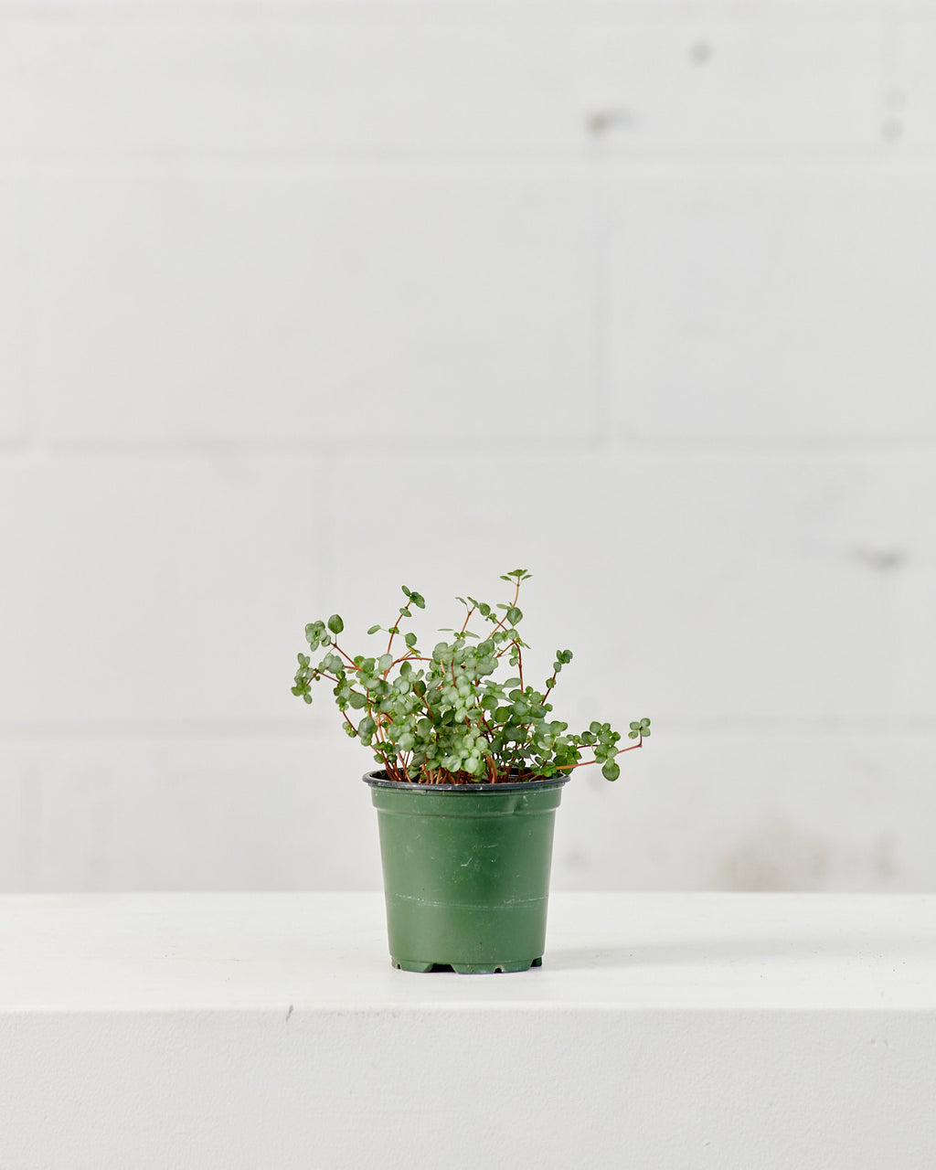 PILEA AQUAMARINE 'BLUE TEARS’ 3.5" Grower Pot