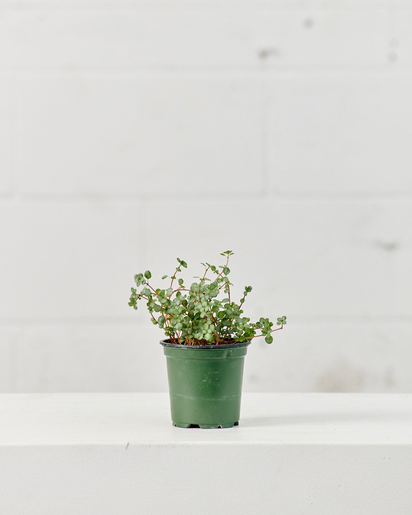 PILEA AQUAMARINE 'BLUE TEARS’ 3.5" Grower Pot