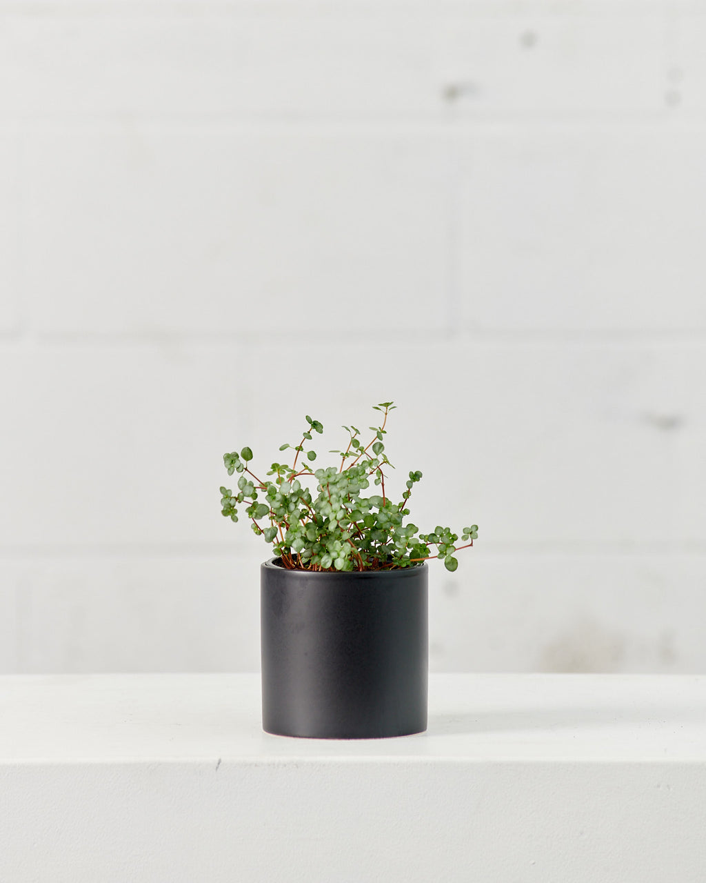 PILEA AQUAMARINE 'BLUE TEARS’ 3.5" Grower Pot