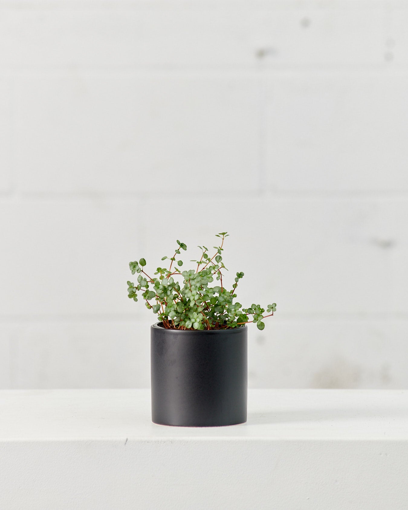 PILEA AQUAMARINE 'BLUE TEARS’ 3.5" Grower Pot