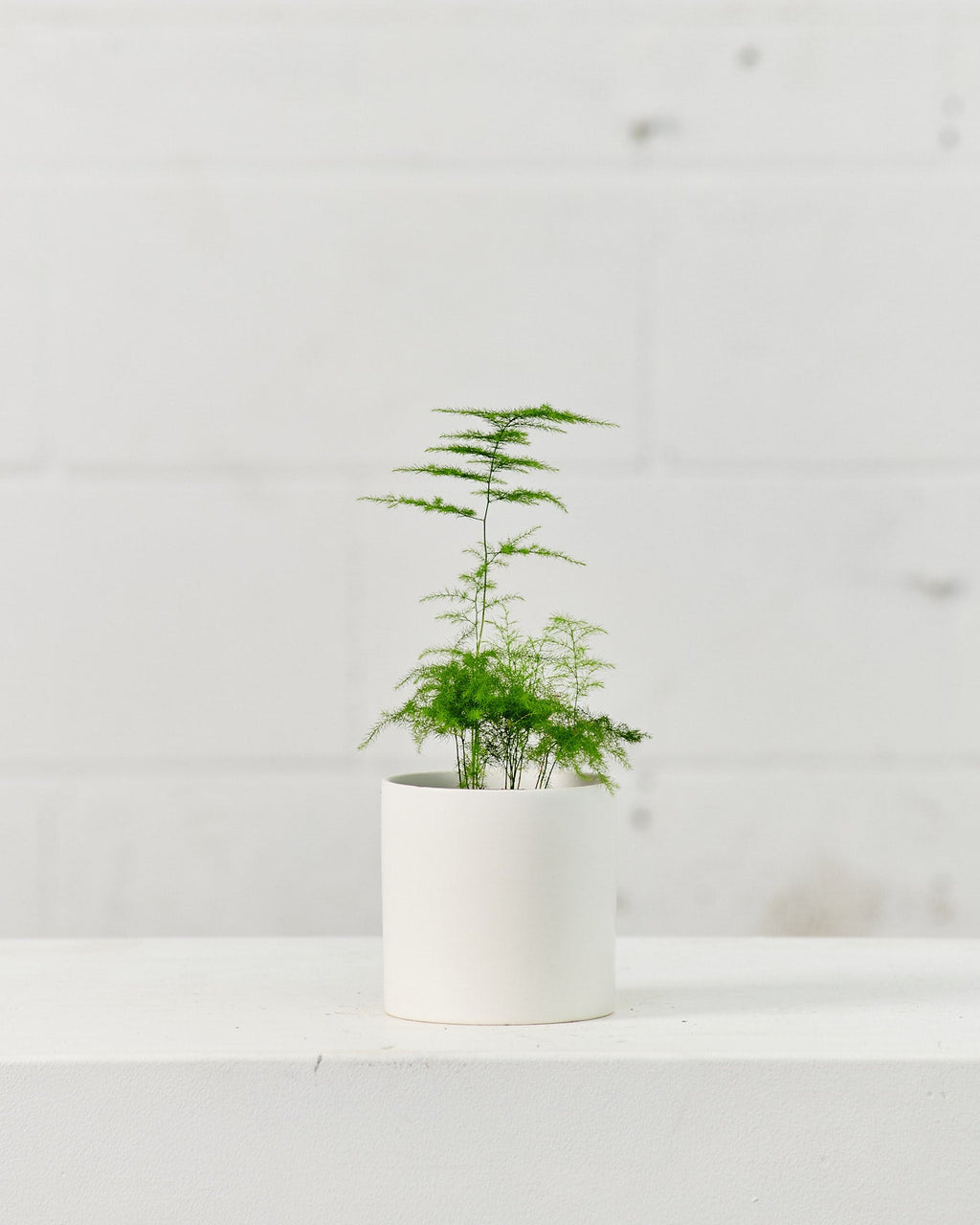 Lace Asparagus Fern: Asparagus setaceus - 4 inch pot
