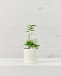 Lace Asparagus Fern: Asparagus setaceus - 4 inch pot