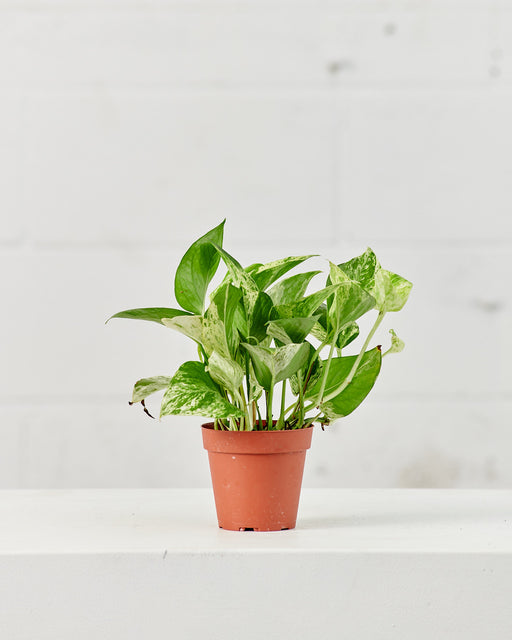 Marble Queen Pothos: Epipremnum aureum - 4 inch pot