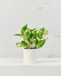 Marble Queen Pothos: Epipremnum aureum - 4 inch pot